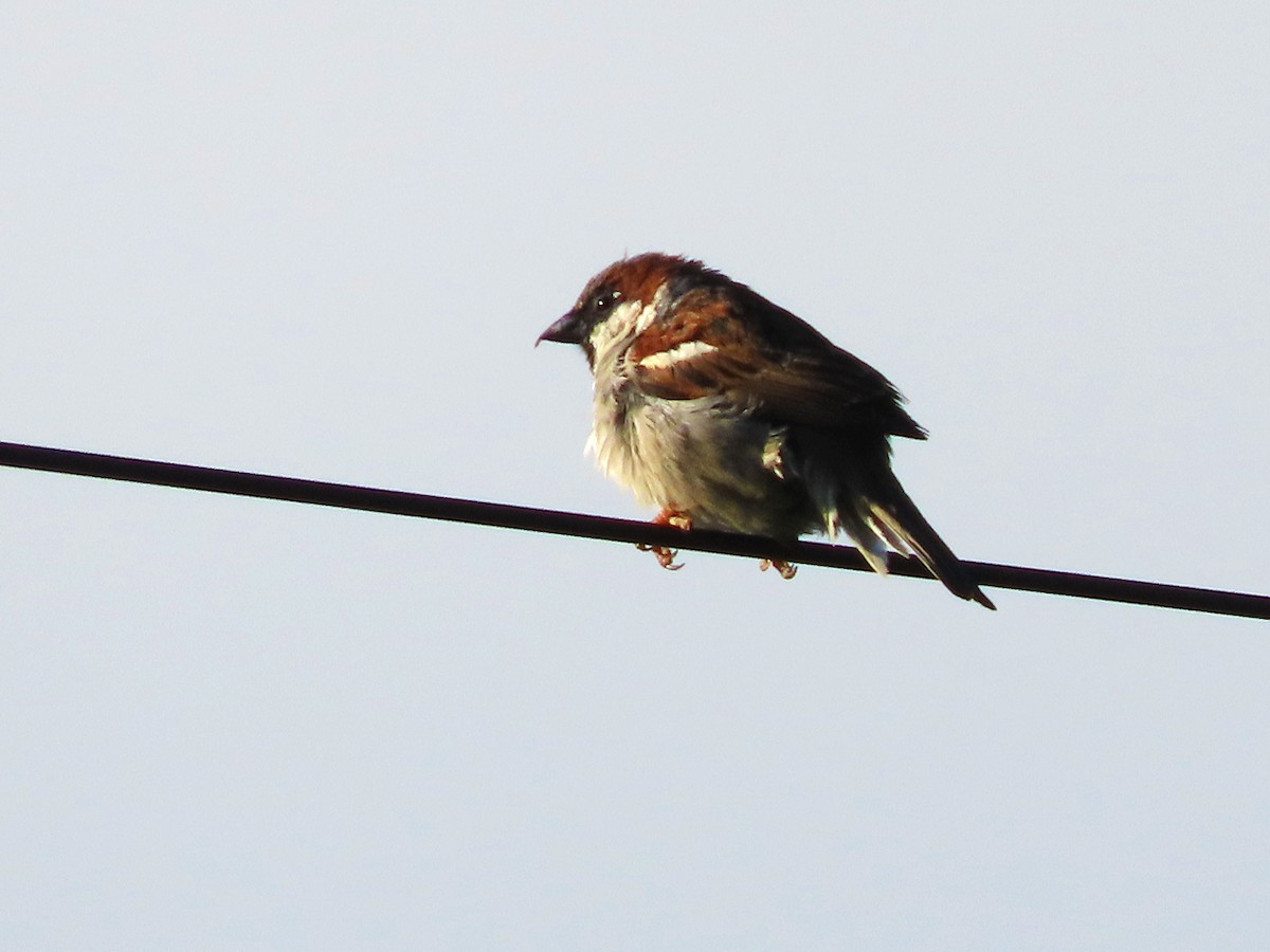 House Sparrow - ML621158985