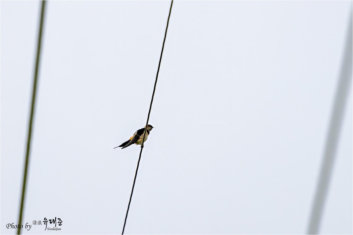 Red-rumped Swallow - ML621158988