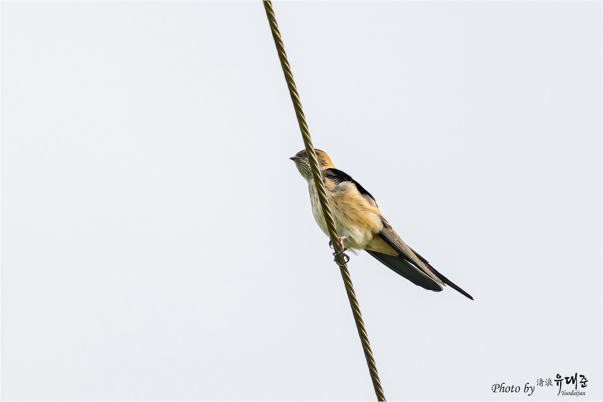 Red-rumped Swallow - ML621158989