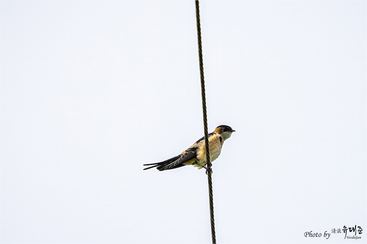 Red-rumped Swallow - ML621158990