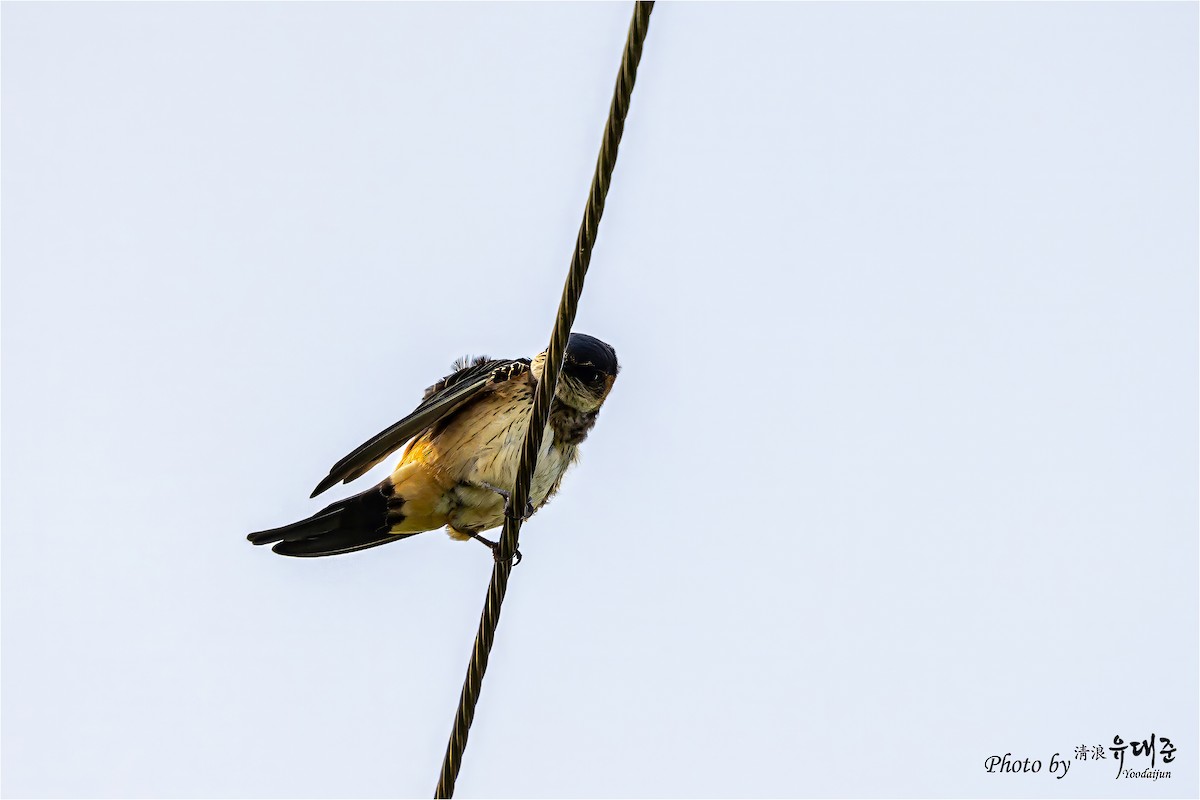 Red-rumped Swallow - ML621158991