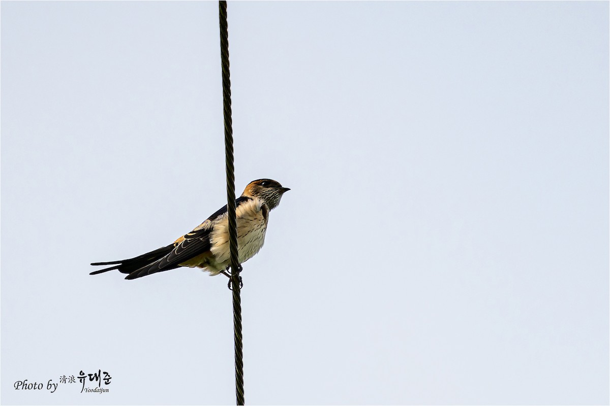 Red-rumped Swallow - ML621158992