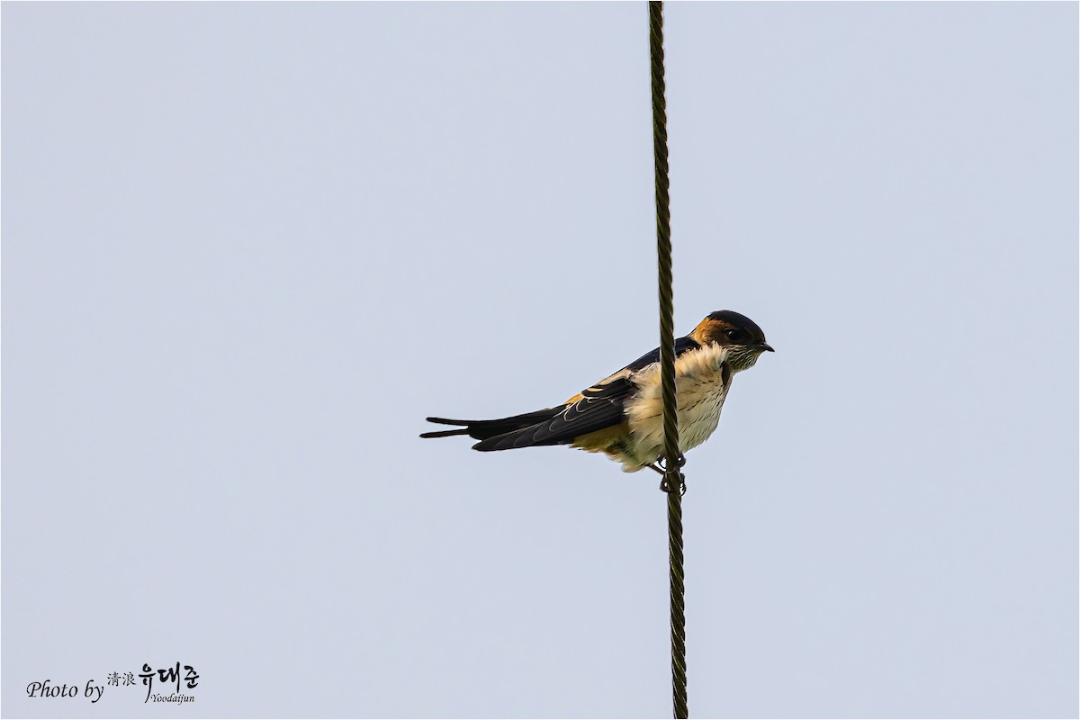 Red-rumped Swallow - ML621158993