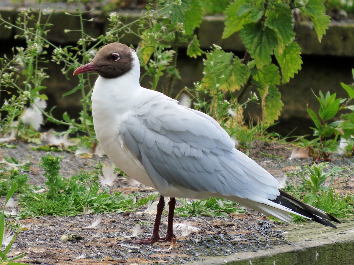Mouette rieuse - ML621159015