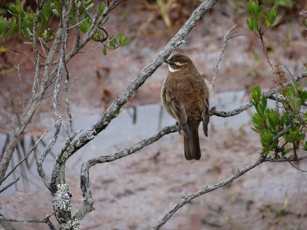 Chestnut-winged Cinclodes - ML621159023