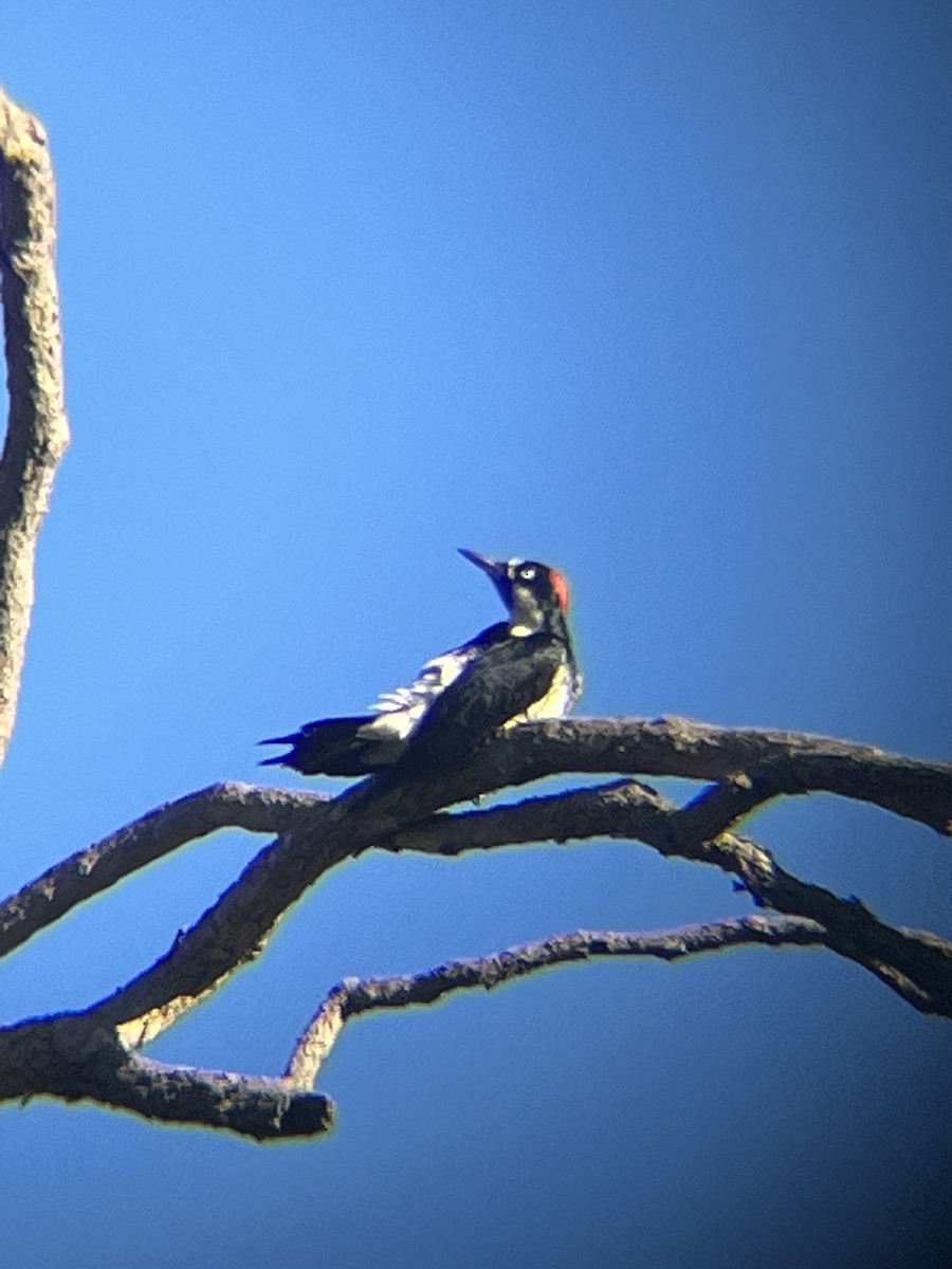 Acorn Woodpecker - ML621159049