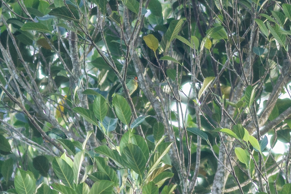 Ceylonbartvogel - ML621159069