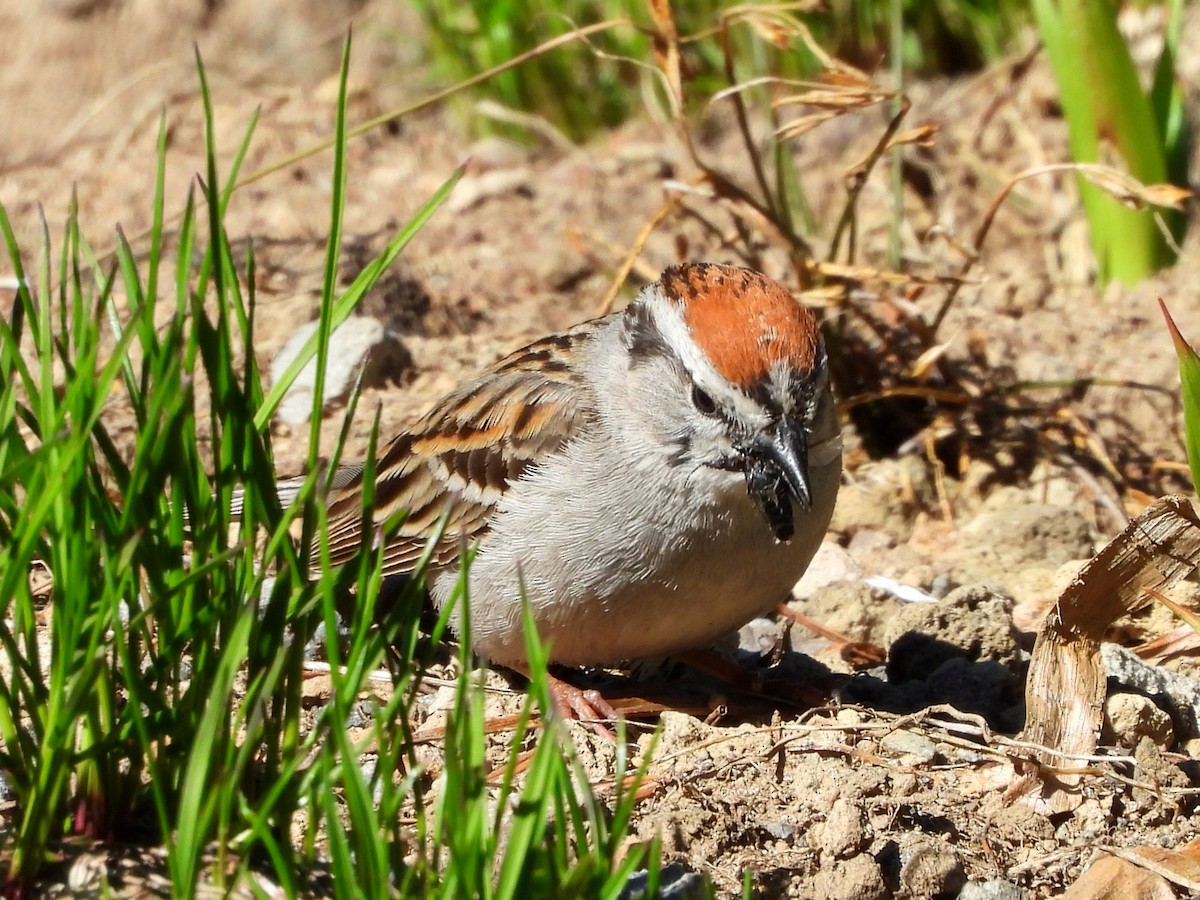 Chipping Sparrow - ML621159080