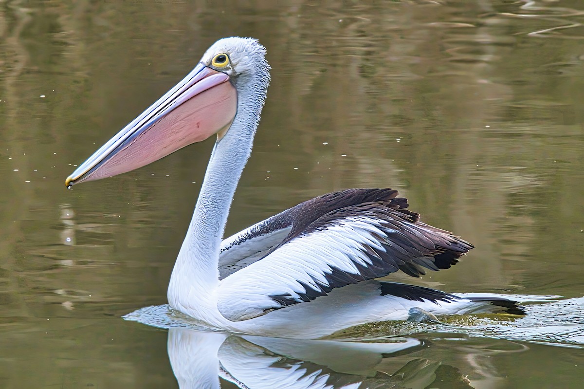 pelikán australský - ML621159081