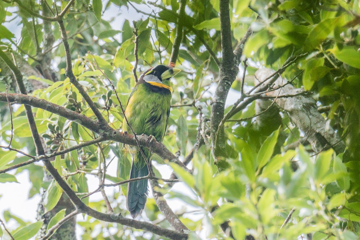 Fire-tufted Barbet - ML621159108