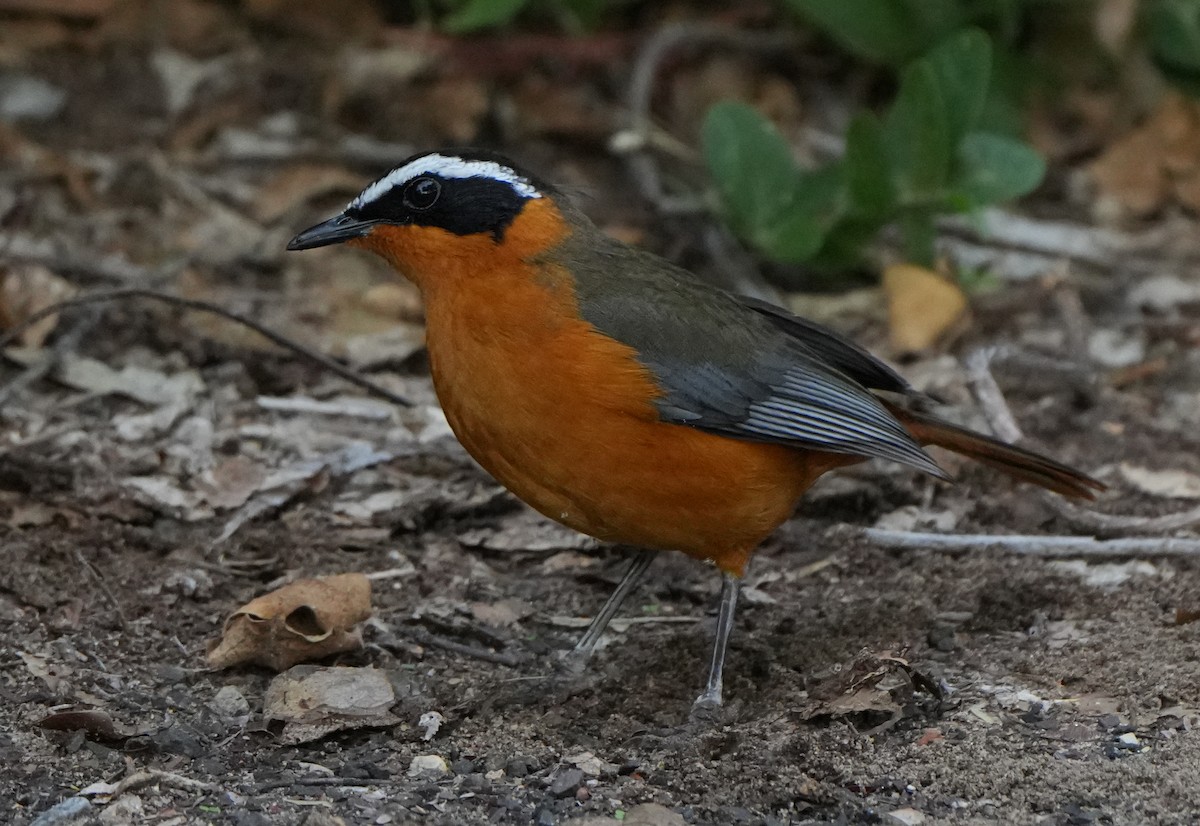 White-browed Robin-Chat - ML621159130