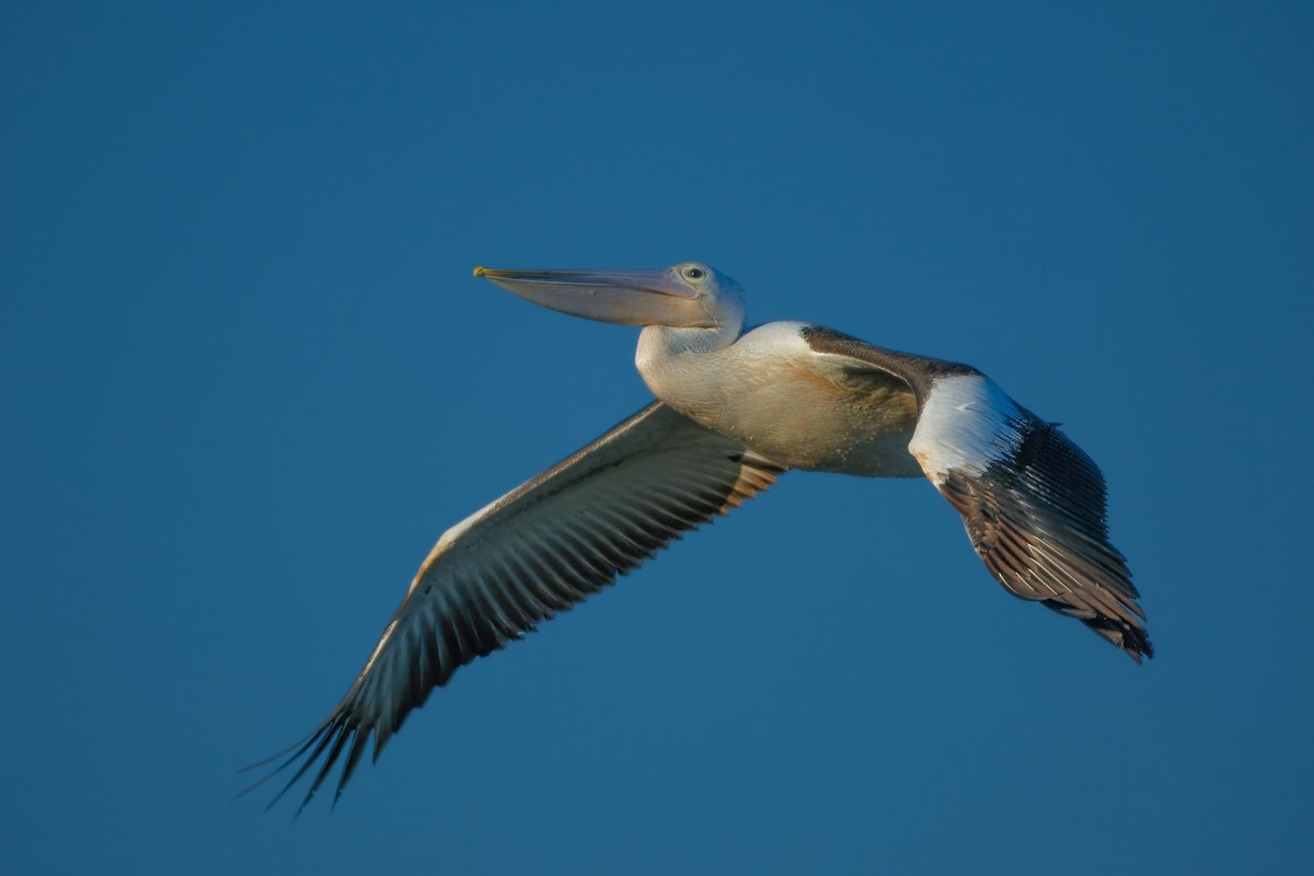 pelikán australský - ML621159143
