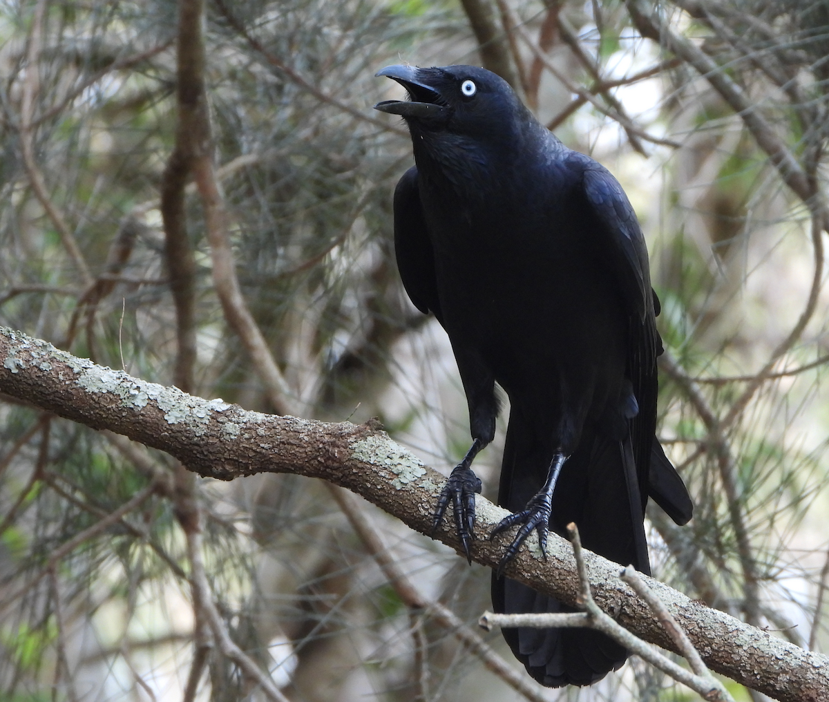 Torresian Crow - ML621159144