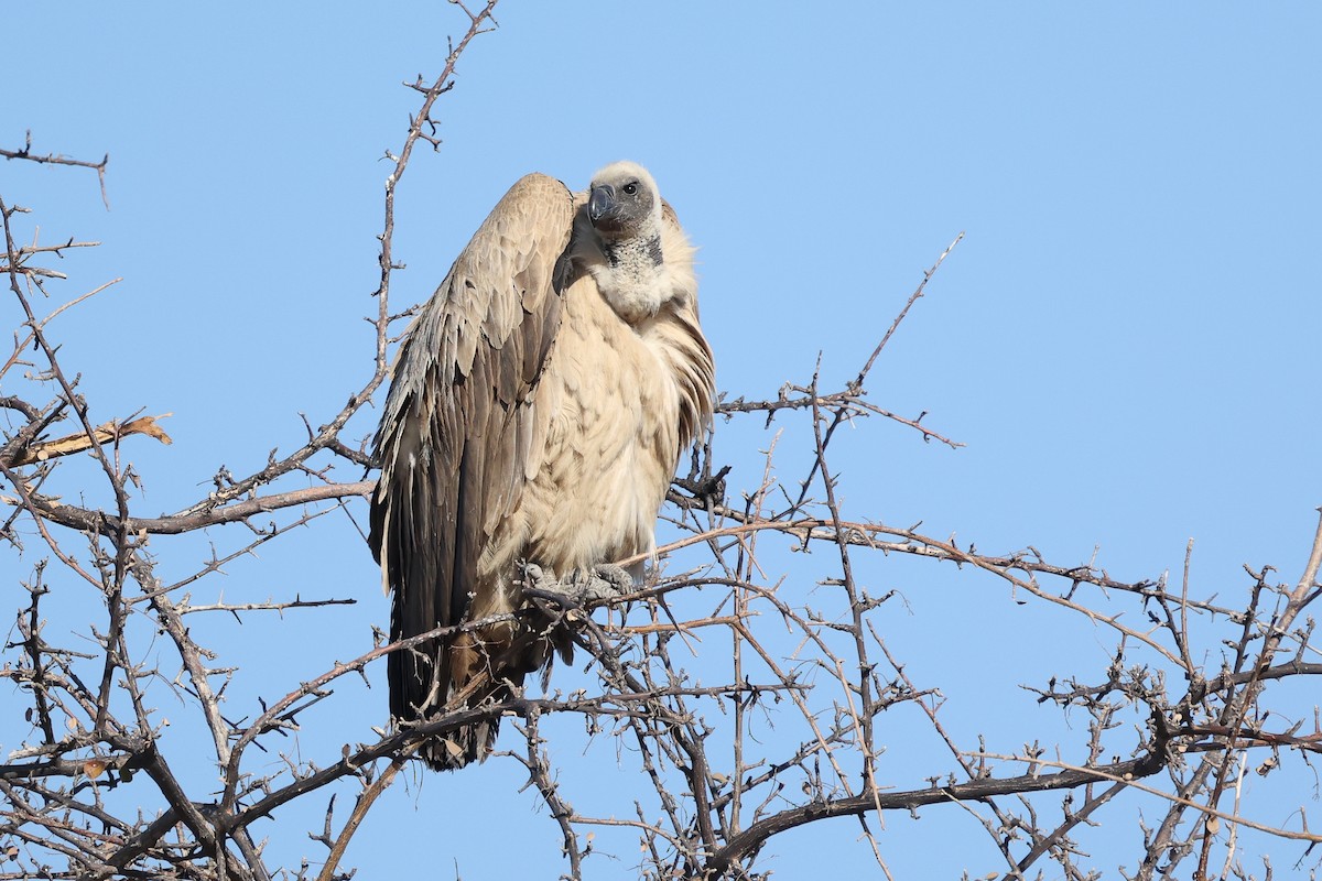 White-backed Vulture - ML621159153
