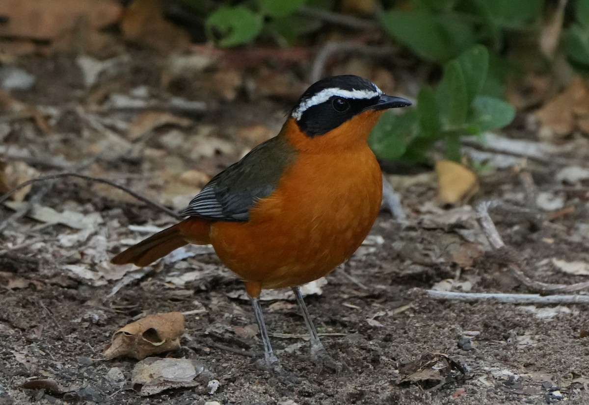 White-browed Robin-Chat - ML621159195