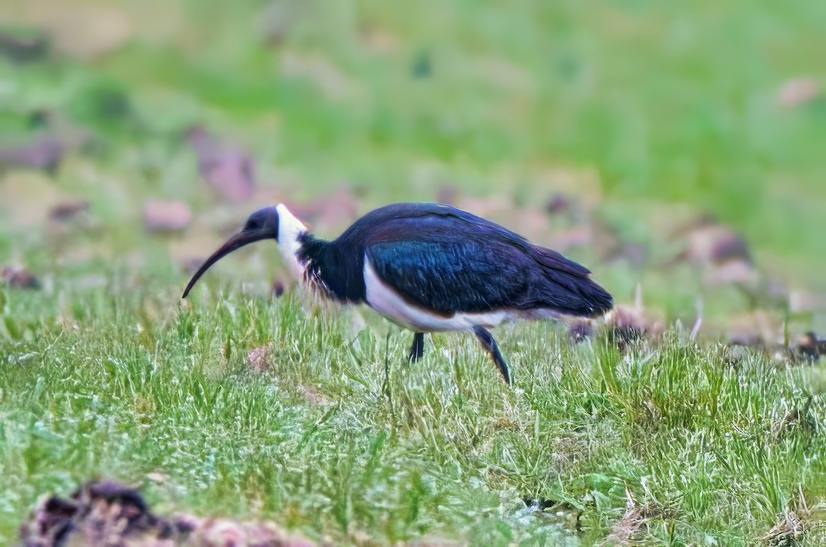 ibis slámokrký - ML621159197