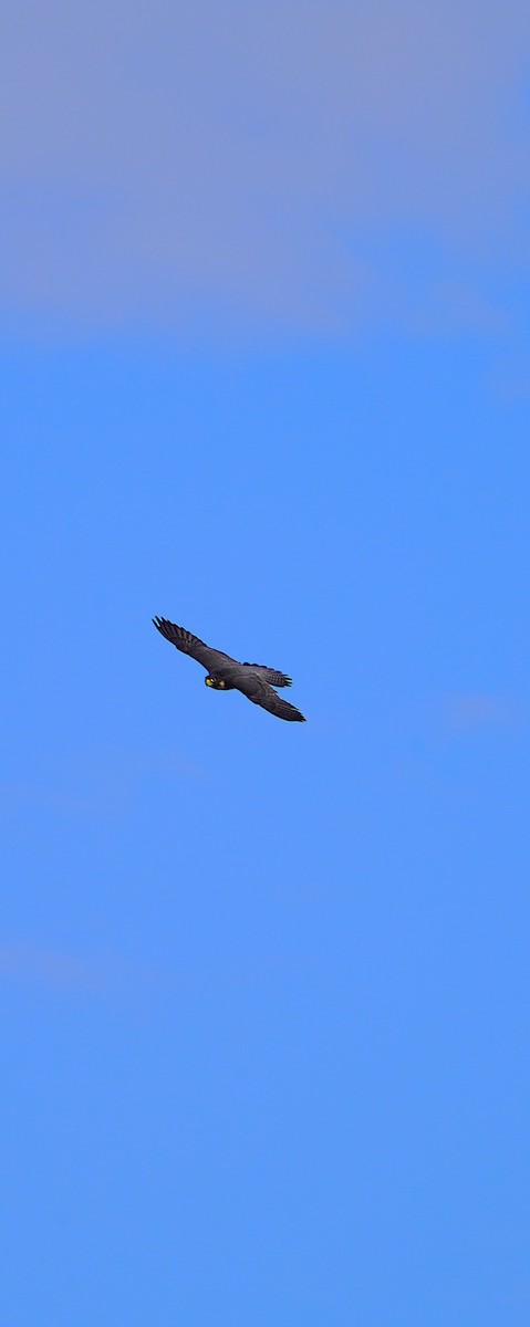 Peregrine Falcon (Australian) - ML621159199