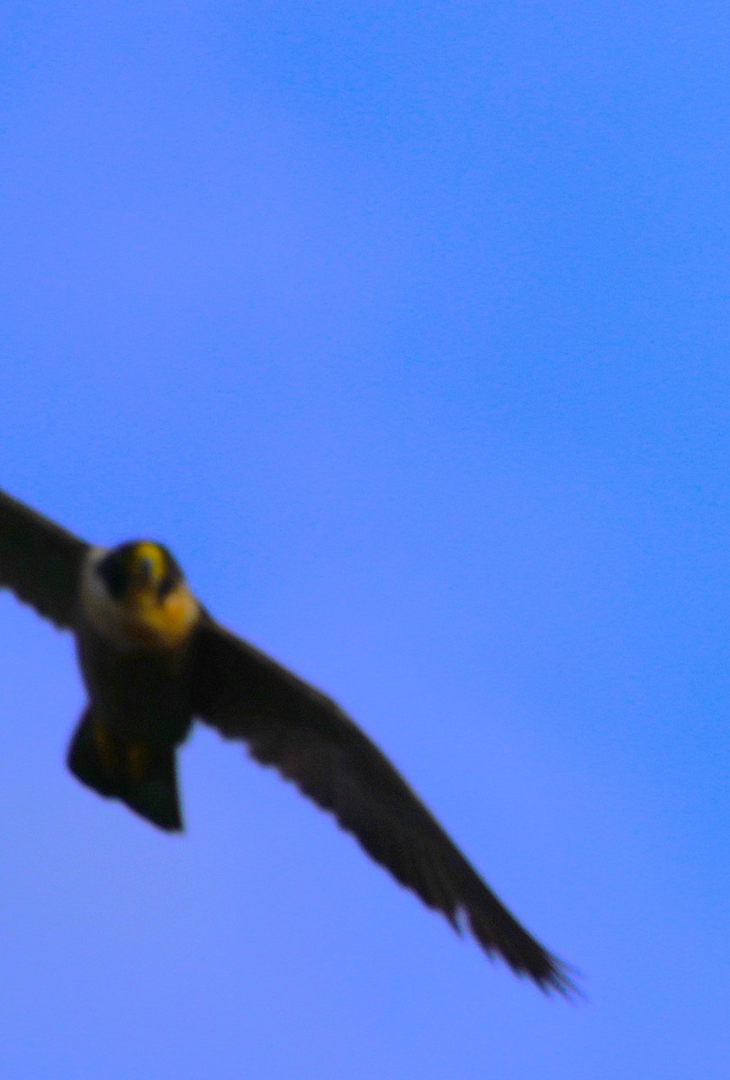 Peregrine Falcon (Australian) - ML621159200