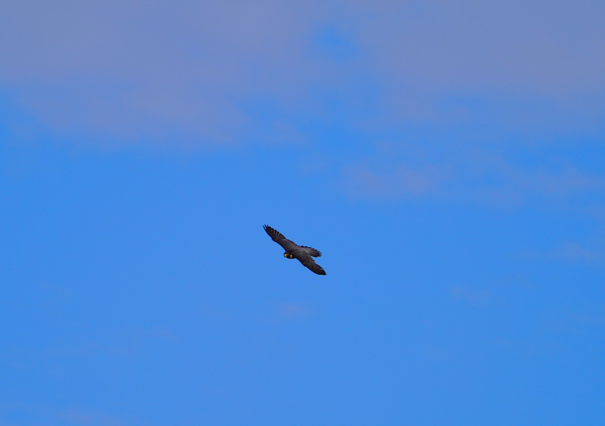 Peregrine Falcon (Australian) - ML621159201