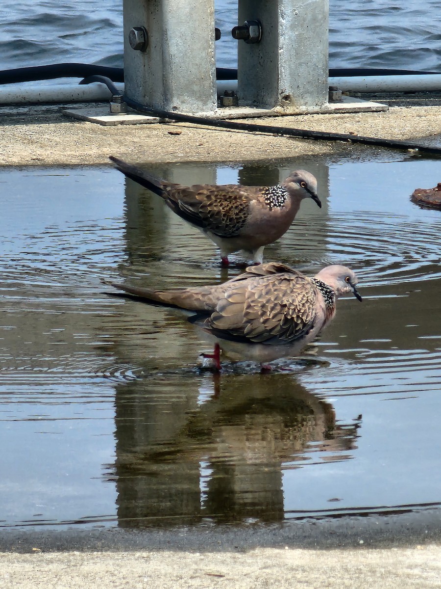 Spotted Dove - ML621159210