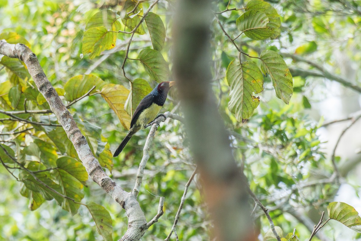 Gelbschnabel-Bartvogel - ML621159213