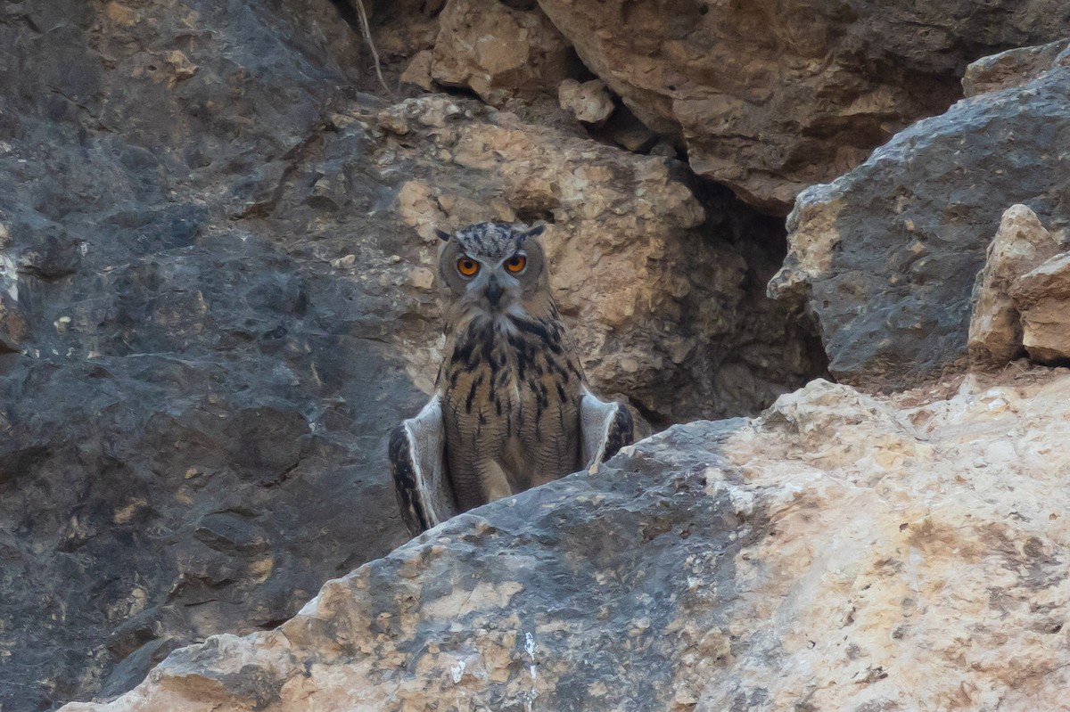 Eurasian Eagle-Owl - ML621159214