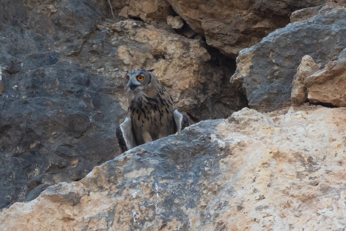 Eurasian Eagle-Owl - ML621159215
