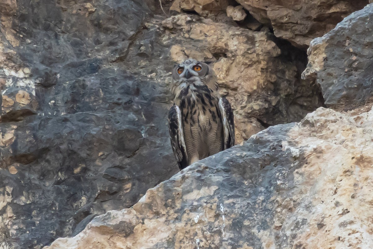 Eurasian Eagle-Owl - ML621159216