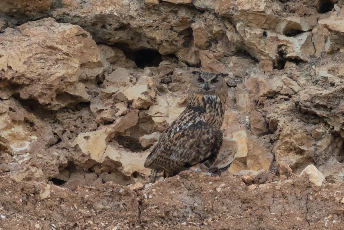 Eurasian Eagle-Owl - ML621159217