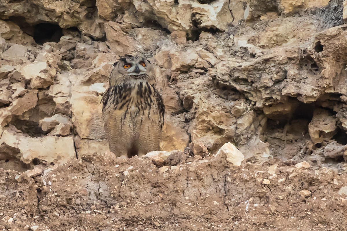 Eurasian Eagle-Owl - ML621159218