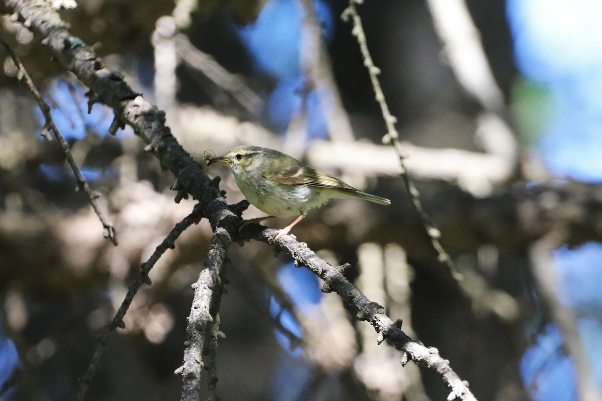Hume's Warbler - ML621159247
