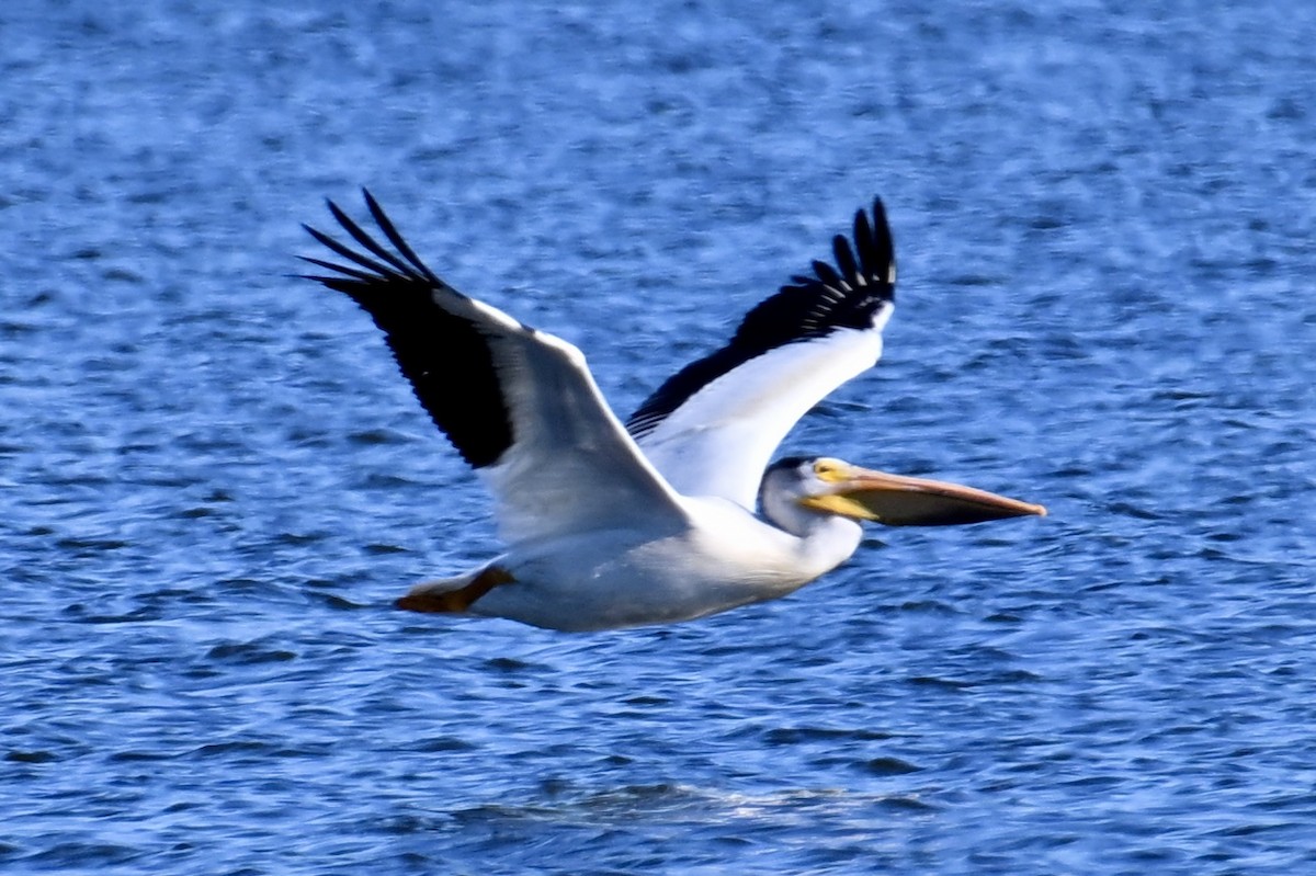 pelikán severoamerický - ML621159251