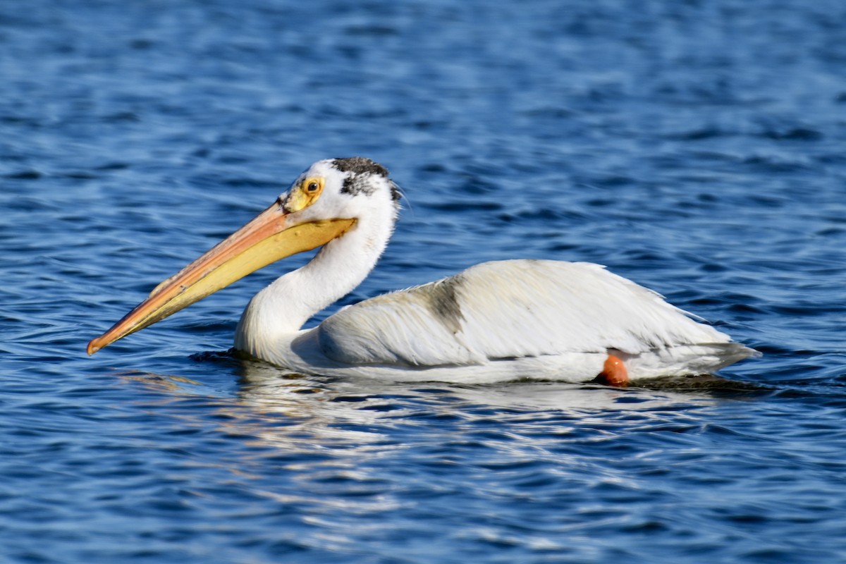 pelikán severoamerický - ML621159252