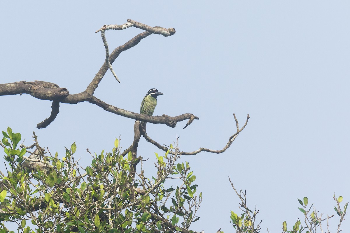 Hairy-breasted Barbet - ML621159254