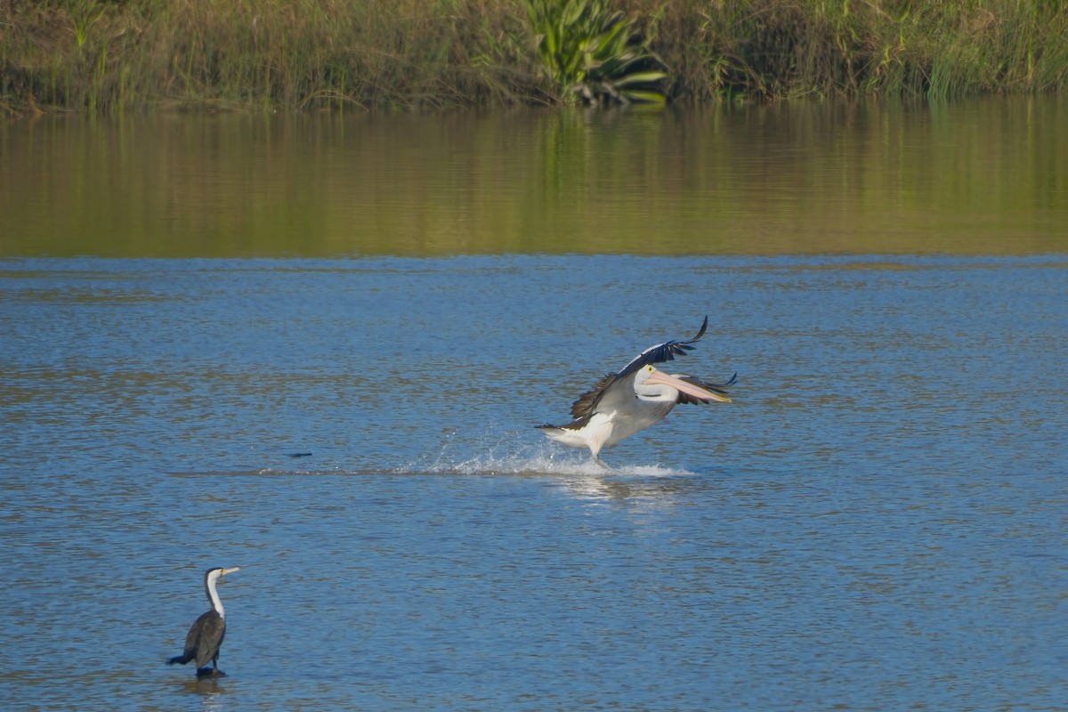 pelikán australský - ML621159256