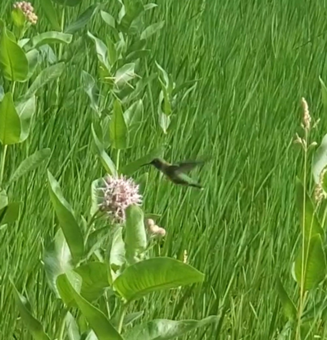 Broad-tailed Hummingbird - ML621159258