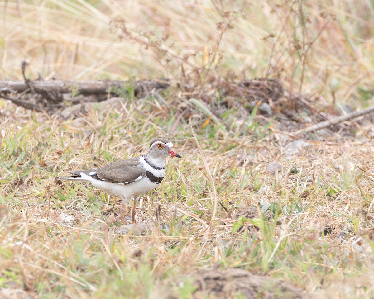 Three-banded Plover - ML621159274