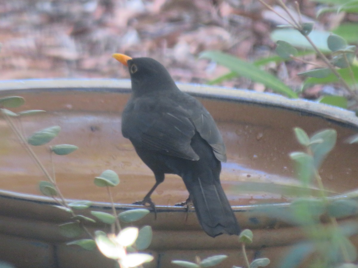 Eurasian Blackbird - ML621159284