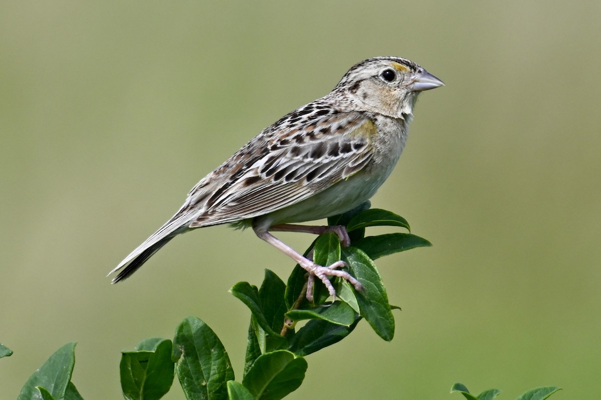 Grasshopper Sparrow - ML621159304