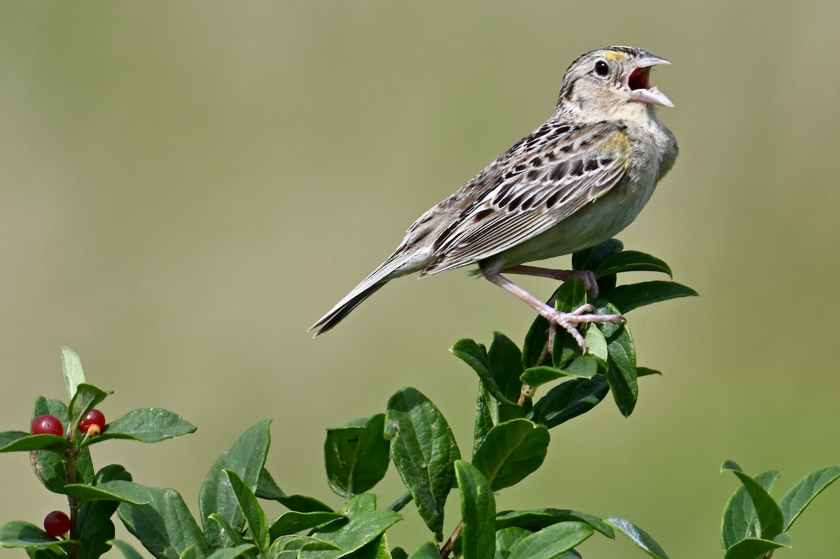 Grasshopper Sparrow - ML621159305