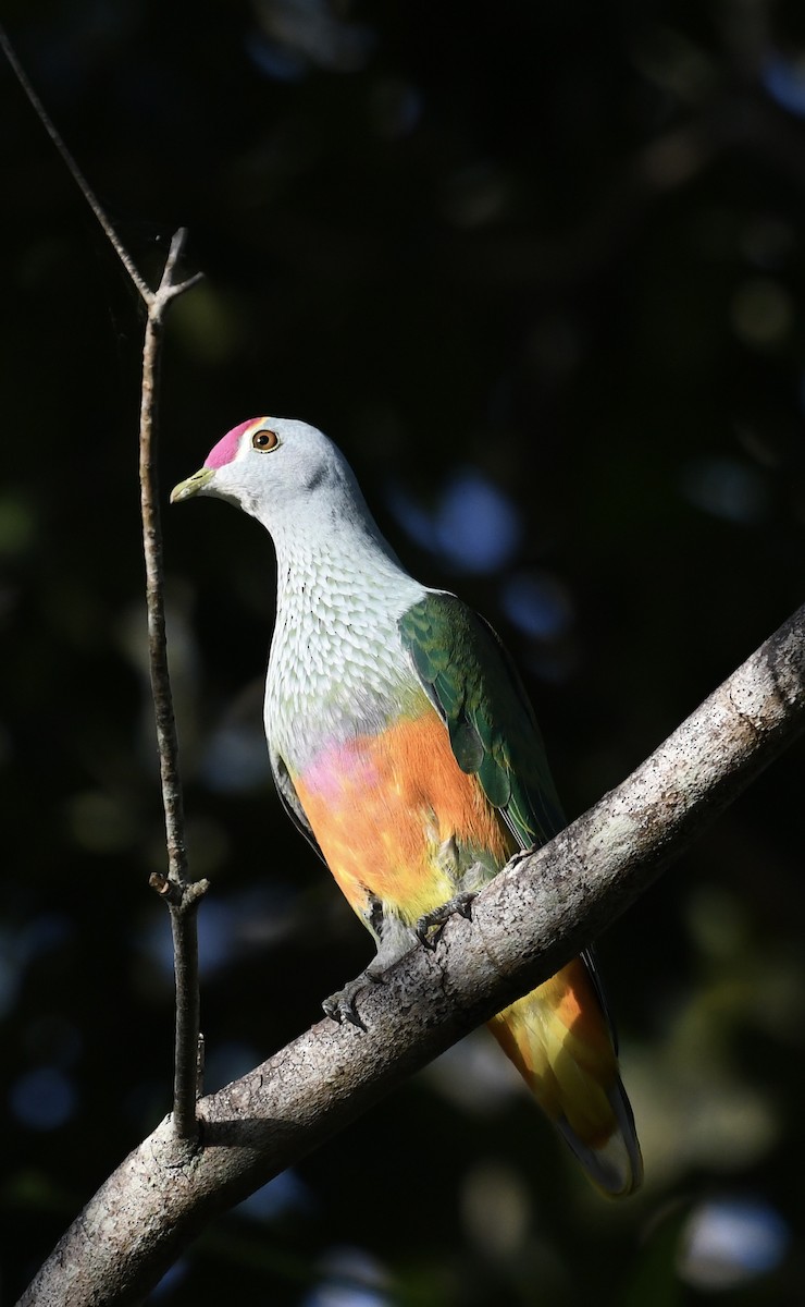 Rose-crowned Fruit-Dove - ML621159314