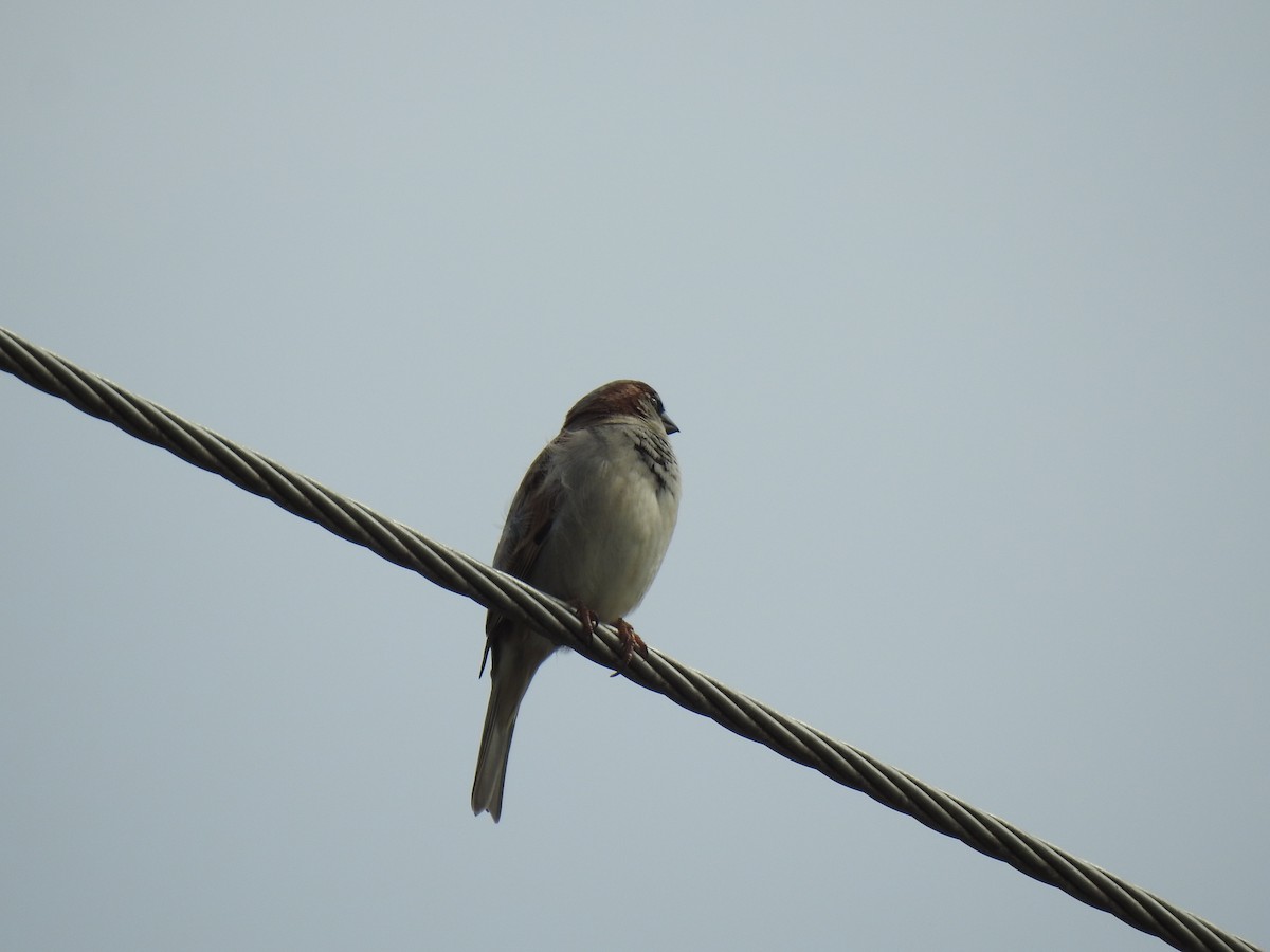 House Sparrow - ML621159320