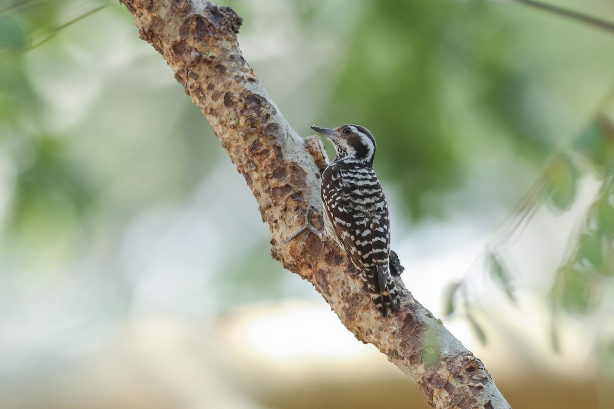 Philippine Pygmy Woodpecker - ML621159322
