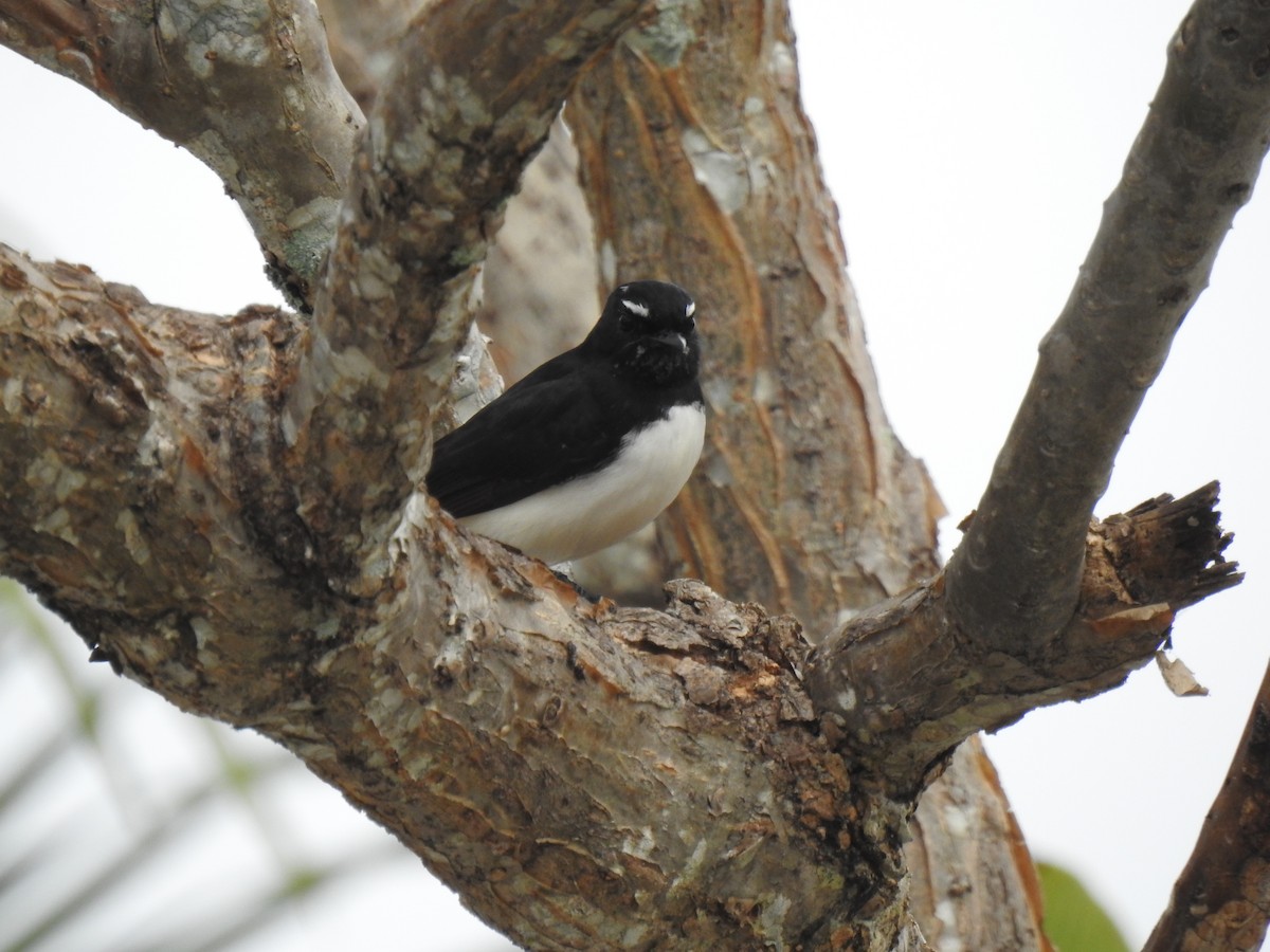 Willie-wagtail - ML621159335