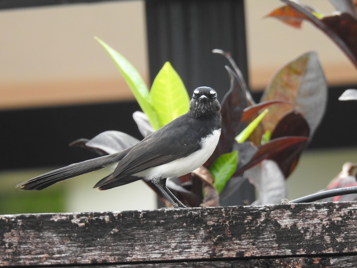 Willie-wagtail - ML621159346