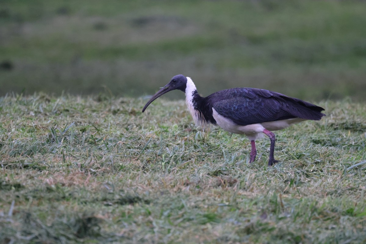 ibis slámokrký - ML621159347