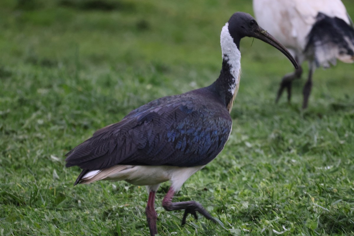 ibis slámokrký - ML621159348