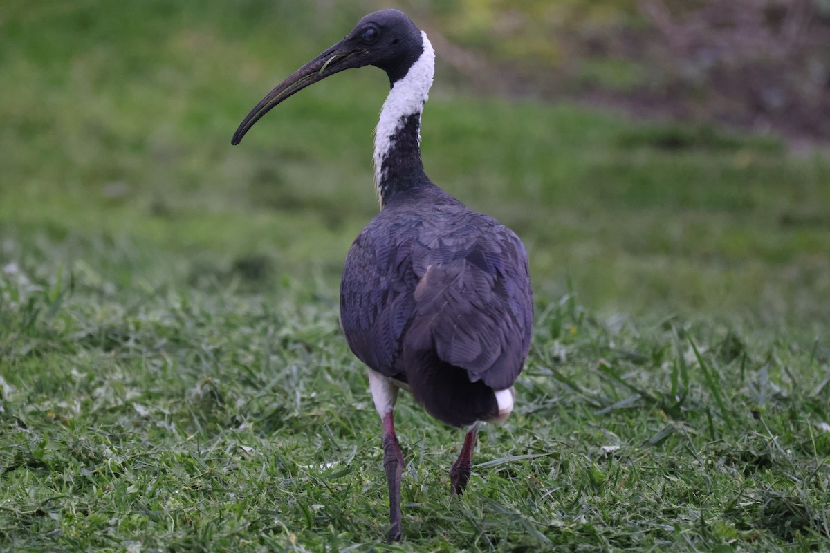 ibis slámokrký - ML621159349