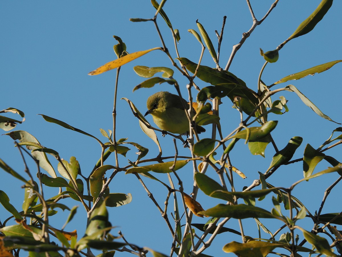 Mangrovebrillenvogel - ML621159350