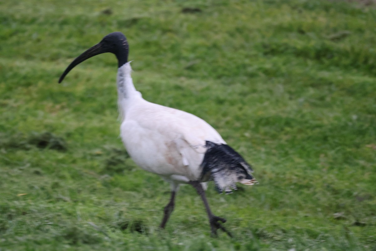 ibis australský - ML621159351